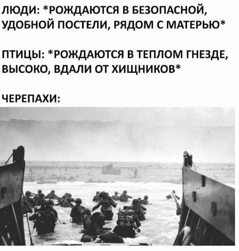 Черепахи высаживаются на берег