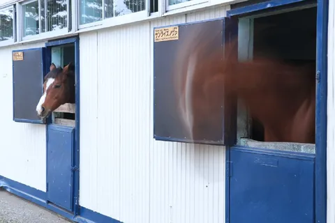 馬小屋から顔を出す馬