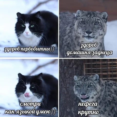 Кот и снежный барс показывают язык
