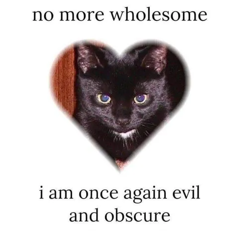 No More Wholesome Evil Cat