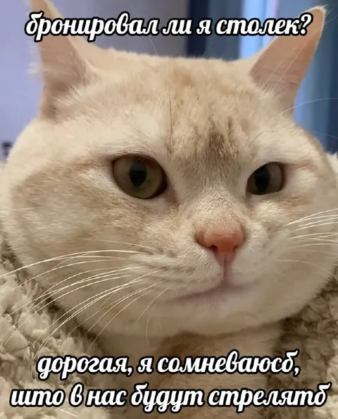 Сомневающийся кот о стрельбе