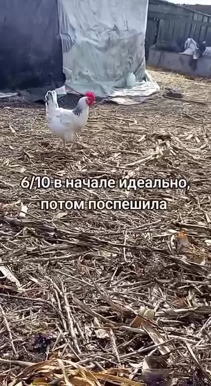 Оценка походок куриц под фонк