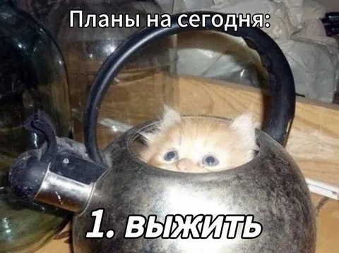 Планы на сегодня: выжить