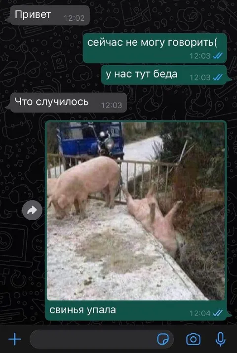 Свинья упала в беду