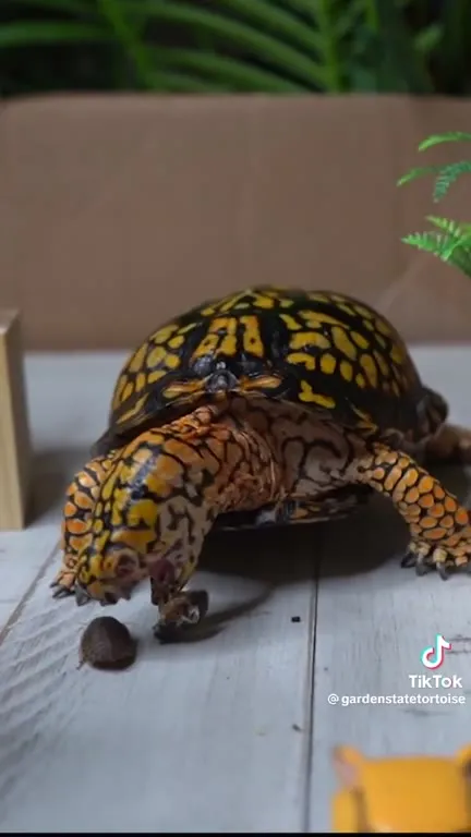 Tortoise Destroys the Maze