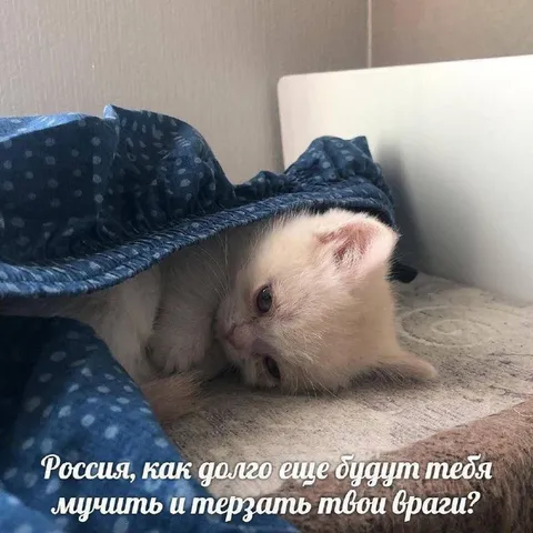 Котик под одеялом за Россию