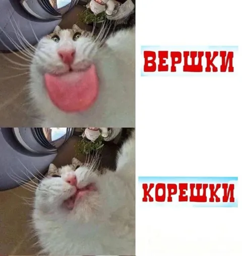 Кот показывает вершки и корешки