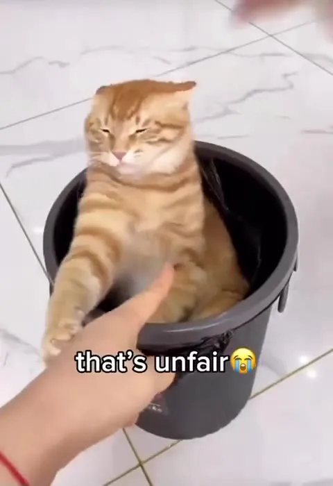 Unfair Cat in the Trash Bin