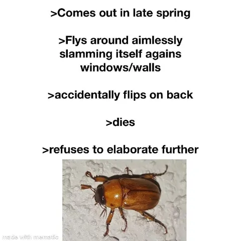 Late Spring Beetle Greentext