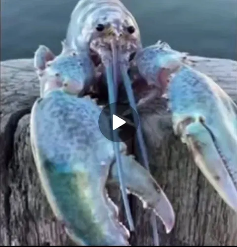 Странное морское существо