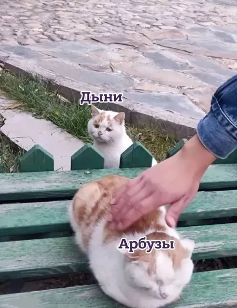 Дыни и арбузы