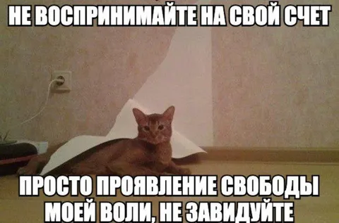 Кот проявляет свободу воли