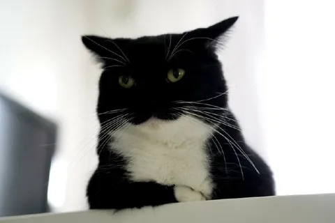 Серьёзный кот смотрит сверху