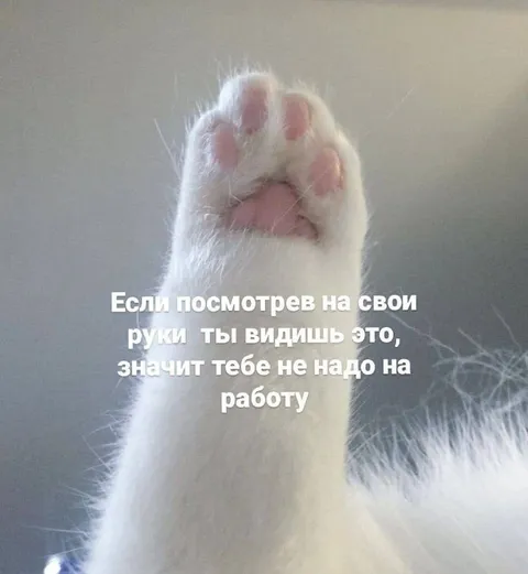 Лапка вместо работы