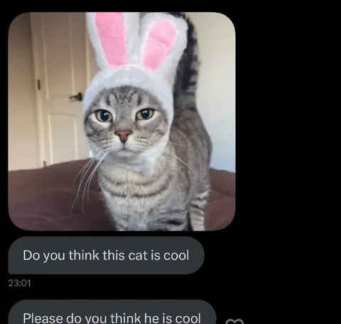 Do You Think This Cat Is Cool
