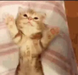 Котик укрывается одеялом