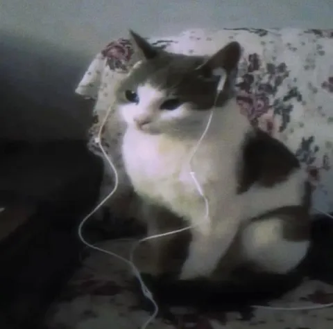 Кот в наушниках