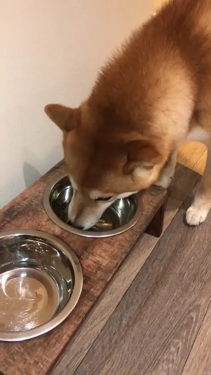Hyper Shiba Zoomies