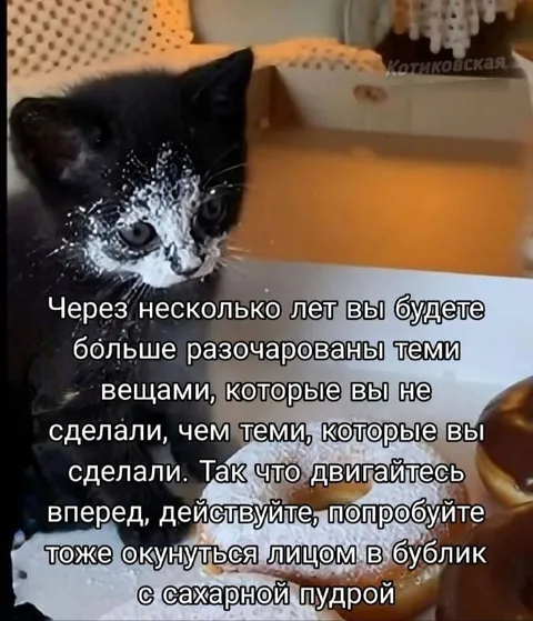 Кот с лицом в бублике