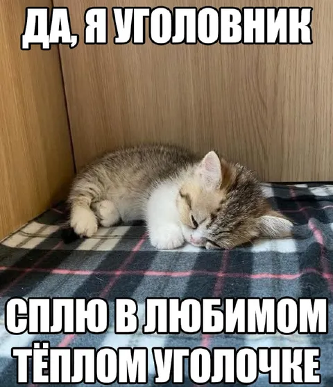 Кот-уголовник спит в уголке
