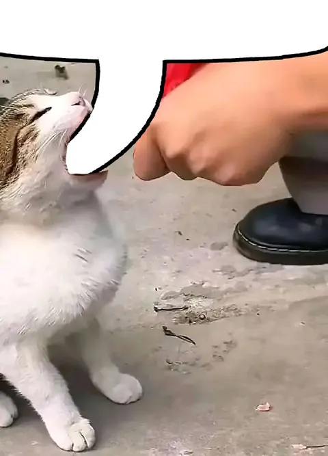 Кот кусает палец