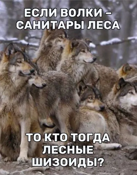 Волки санитары леса
