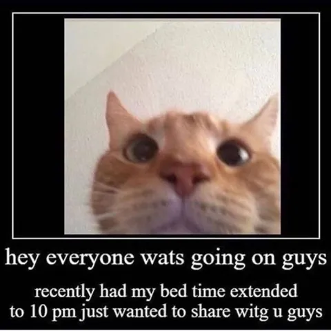 Cat Announces New Bedtime