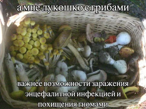 Лукошко грибов важнее опасности