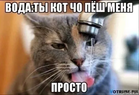 Кот пьёт воду из-под крана