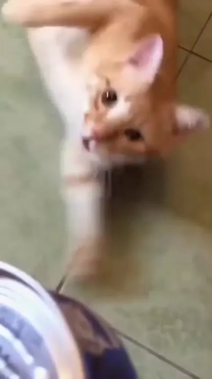 Cats Hear Dinner Time