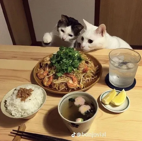 Коты ждут ужин