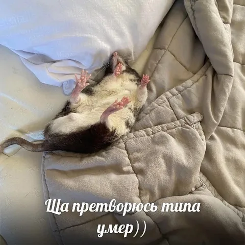 Притворился типа умершим