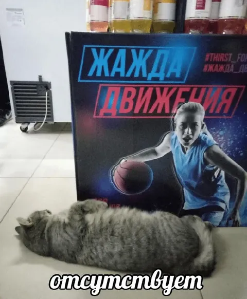 Отсутствуем вместо жажды движения