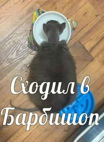 Кот сходил в барбершоп