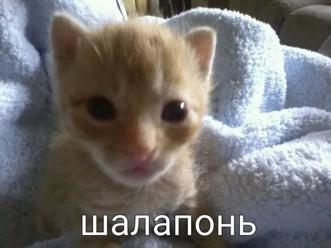 Шалопонь в одеяле