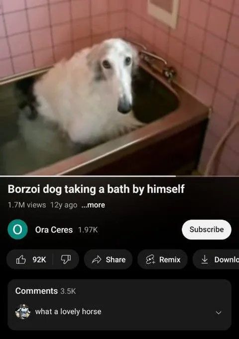 Borzoi Dog Takes a Bath