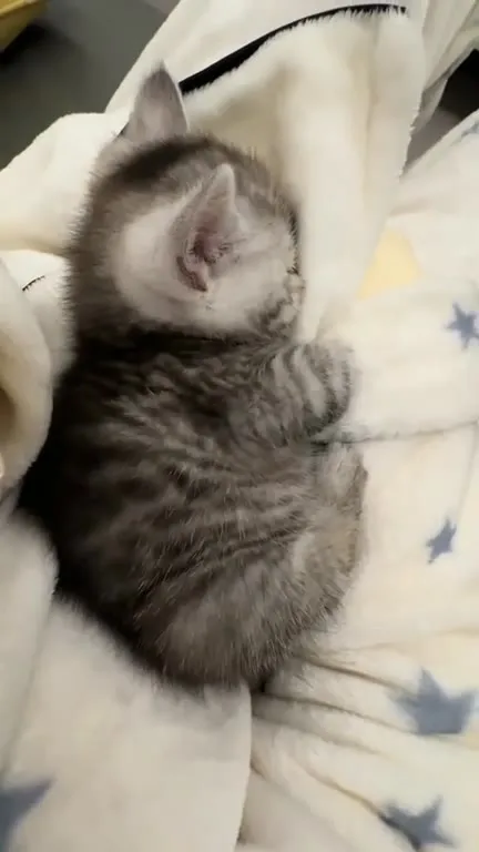 Котёнок крепко спит