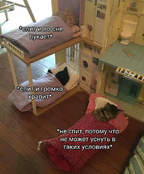 Кошки и разные условия сна