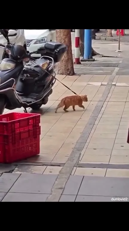 Кот на поводке и его хозяин