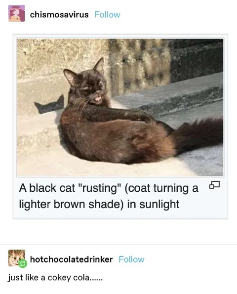 Black Cat Rusting in Sunlight