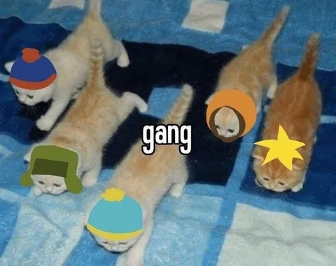 Kitten Gang Formation
