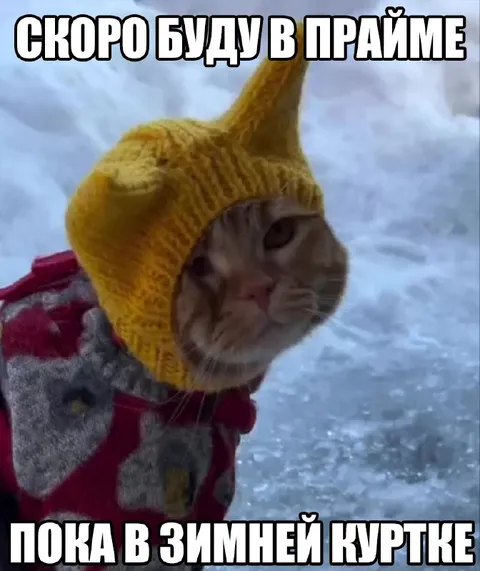 Кот скоро будет в прайме
