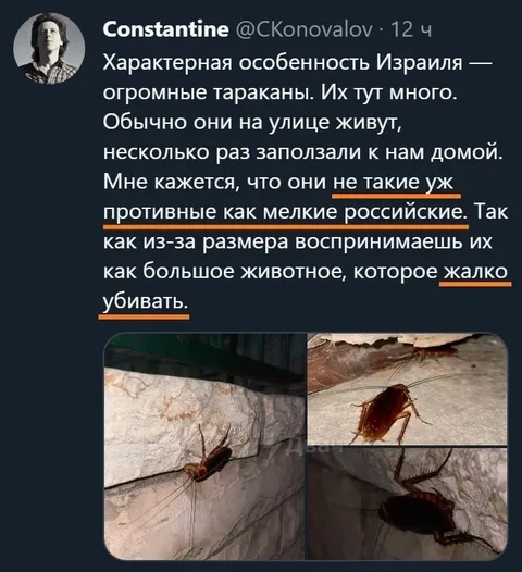 Огромные тараканы Израиля