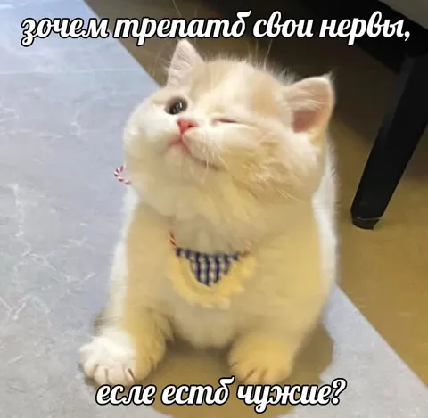 Кот треплет чужие нервы