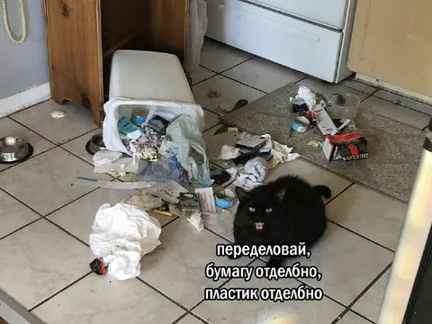 Кот требует сортировать мусор