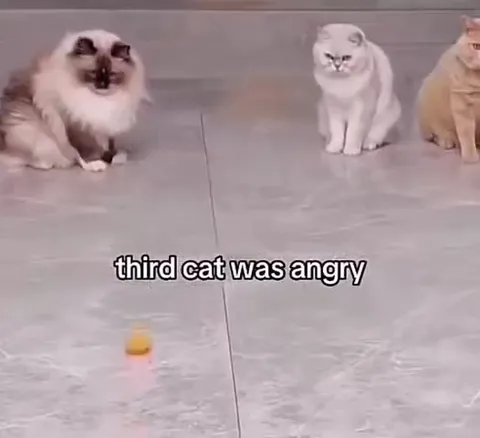Third Cat Was Angry