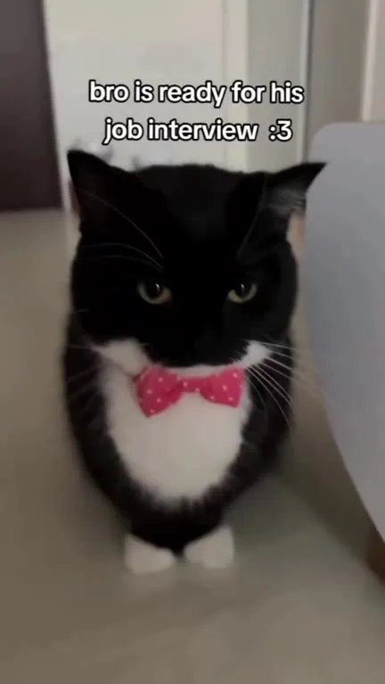 Cat Ready for the Job Interview