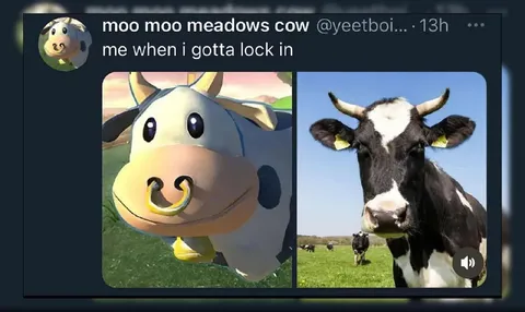 Cow Has to Lock In