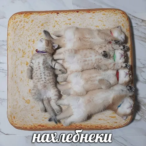 Котята нахлебники
