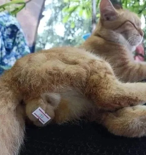 Кот с огромными яйцами